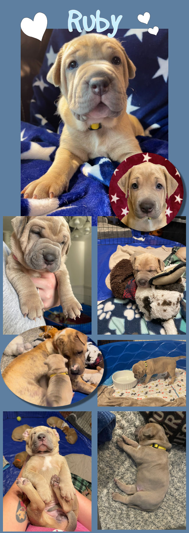 Chinese Shar-Pei Mix - Ruby