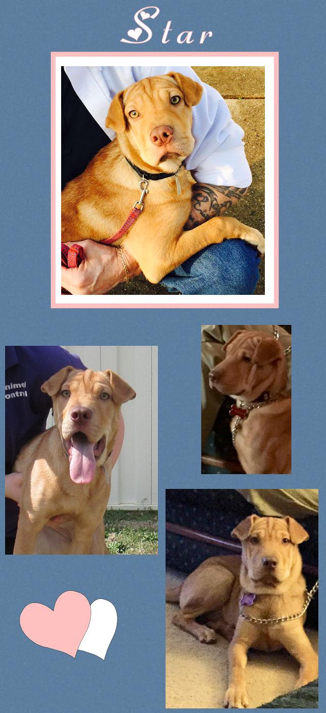 Chinese Shar-Pei Mix - Star