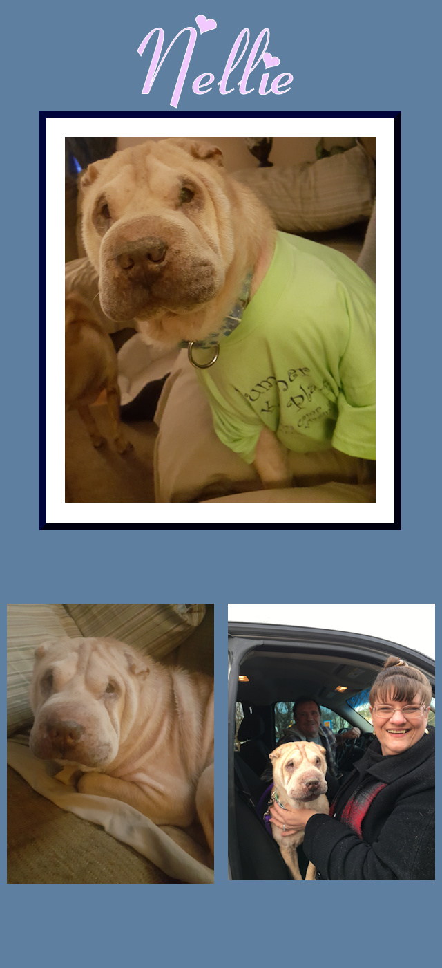 Chinese Shar-Pei - Nellie