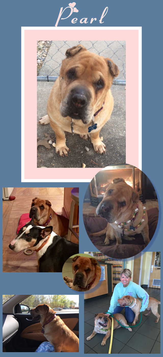 Chinese Shar-Pei - Pearl