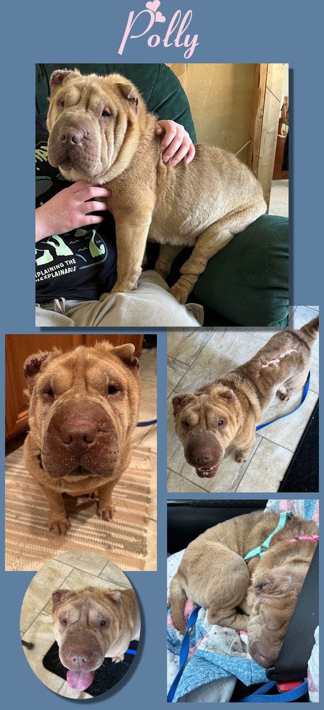 Chinese Shar-Pei - Polly