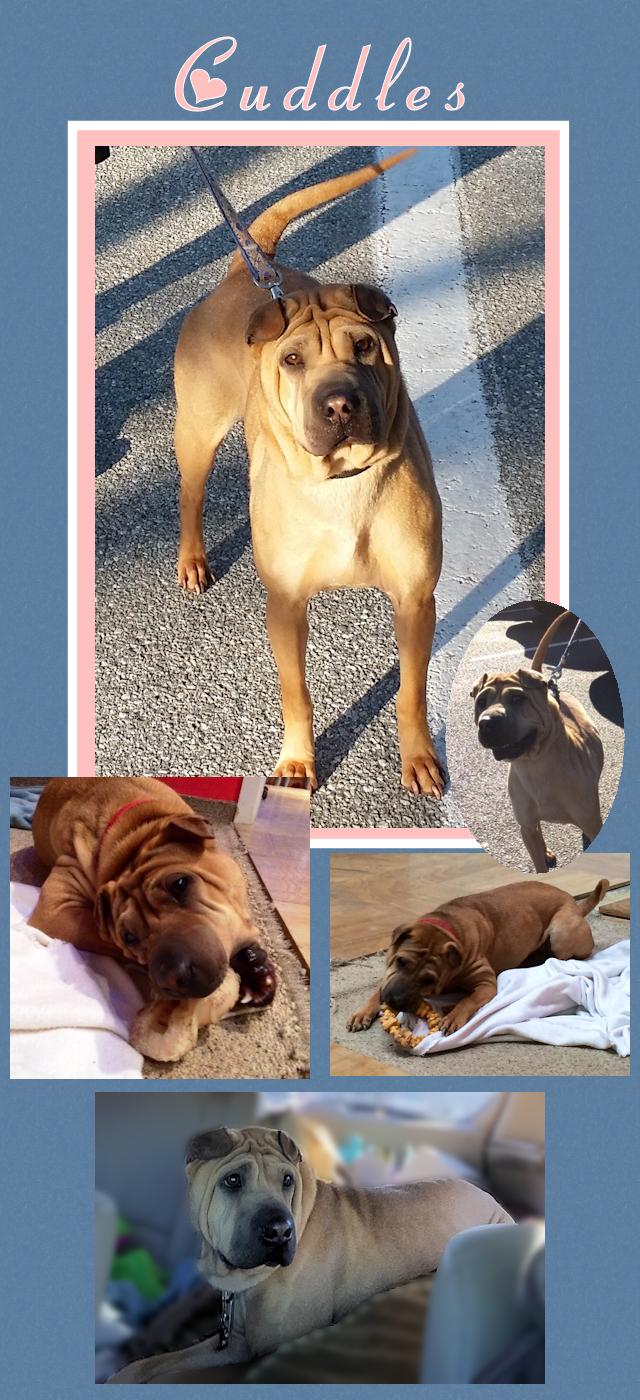 Chinese Shar-Pei - Cuddles