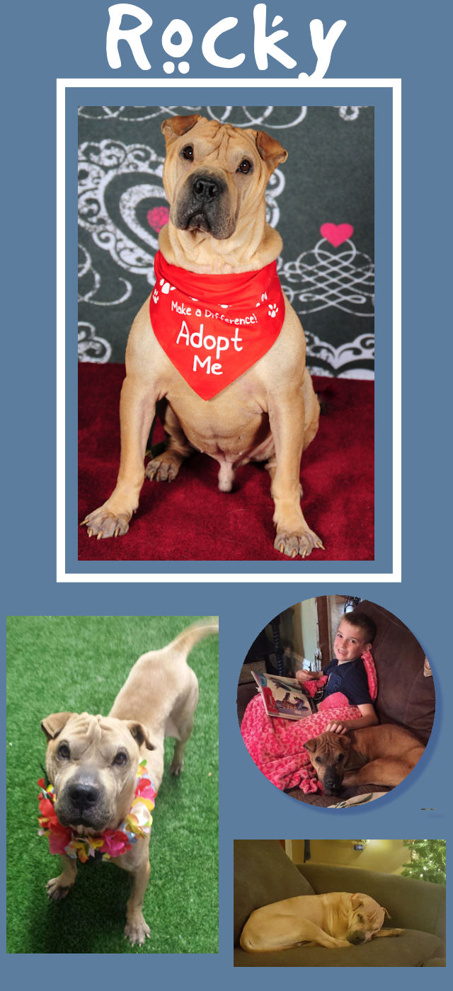 Chinese Shar-Pei - Rocky