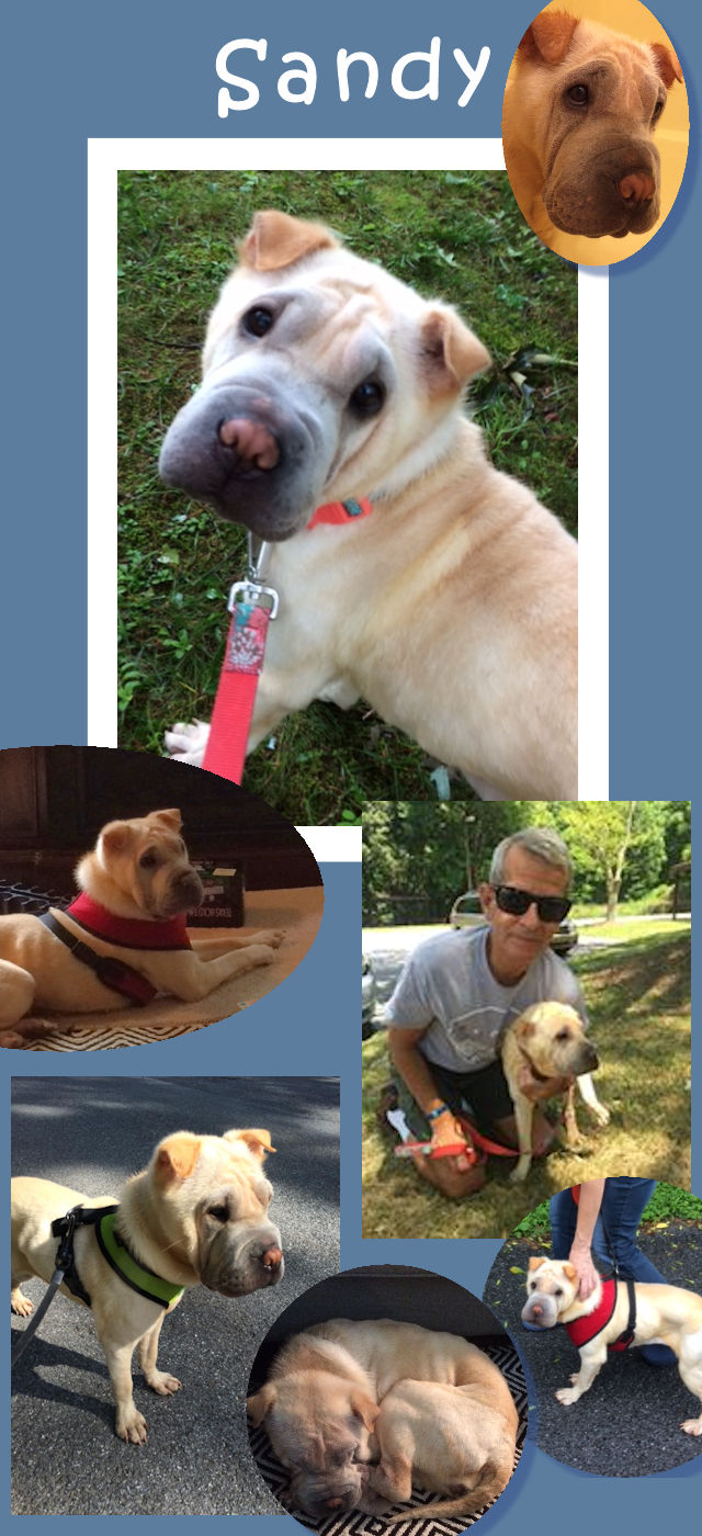 Chinese Shar-Pei - Sandy