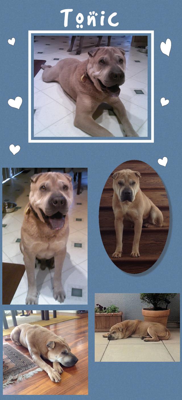 Chinese Shar-Pei - Tonic