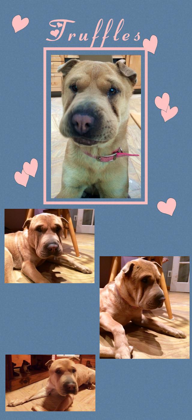 Chinese Shar-Pei - Truffles