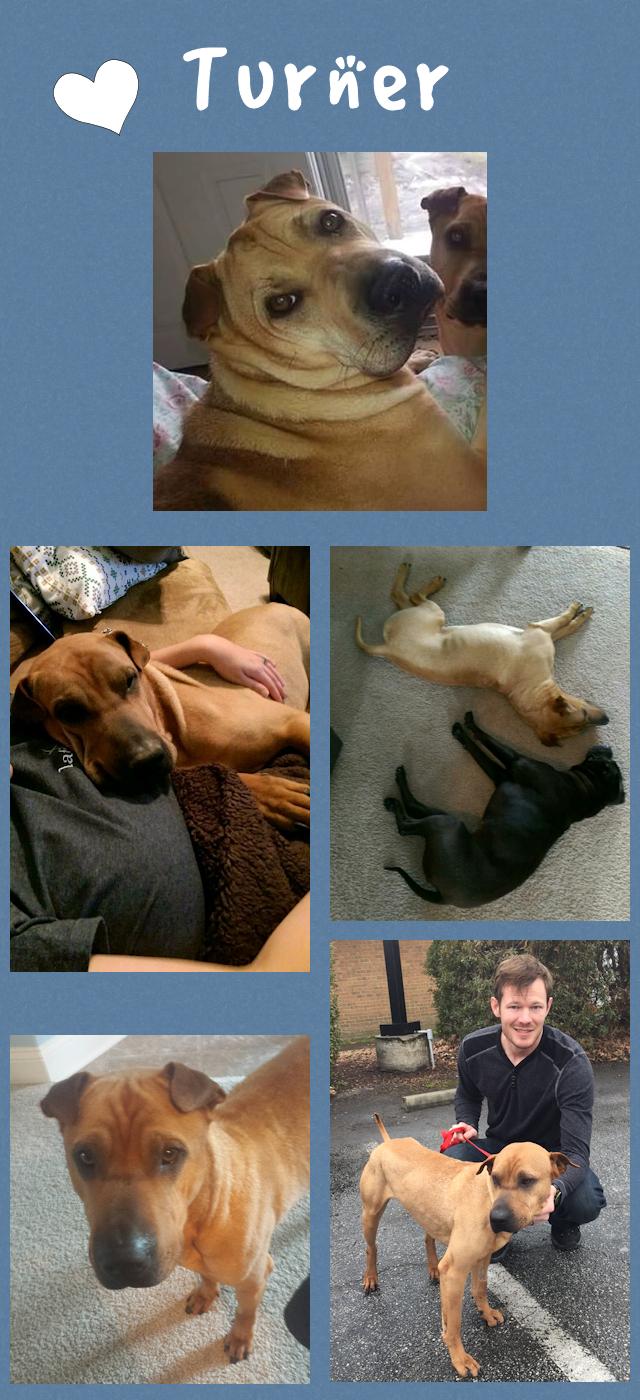 Chinese Shar-Pei - Turner