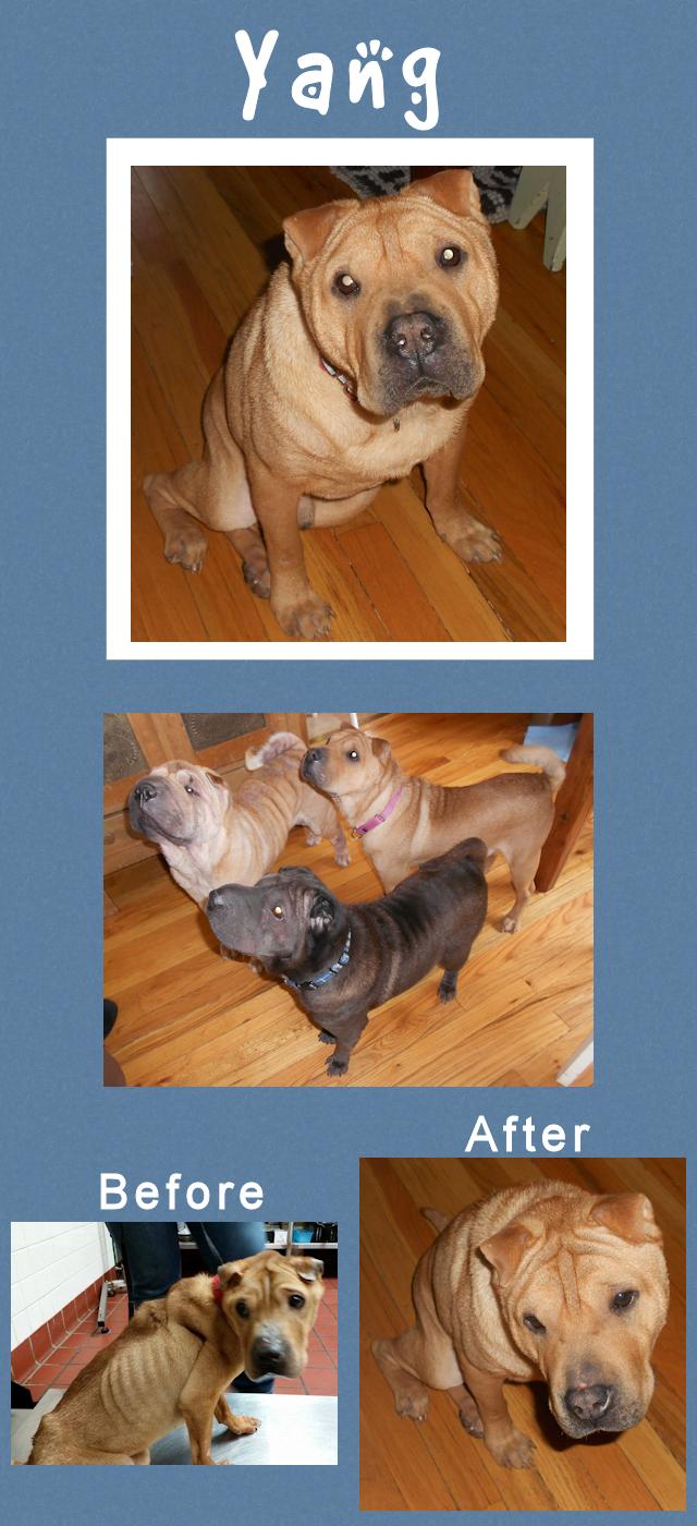 Chinese Shar-Pei - Yang