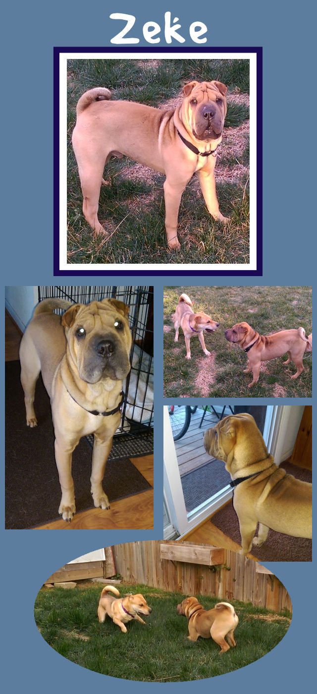 Shar-Pei - Zeke