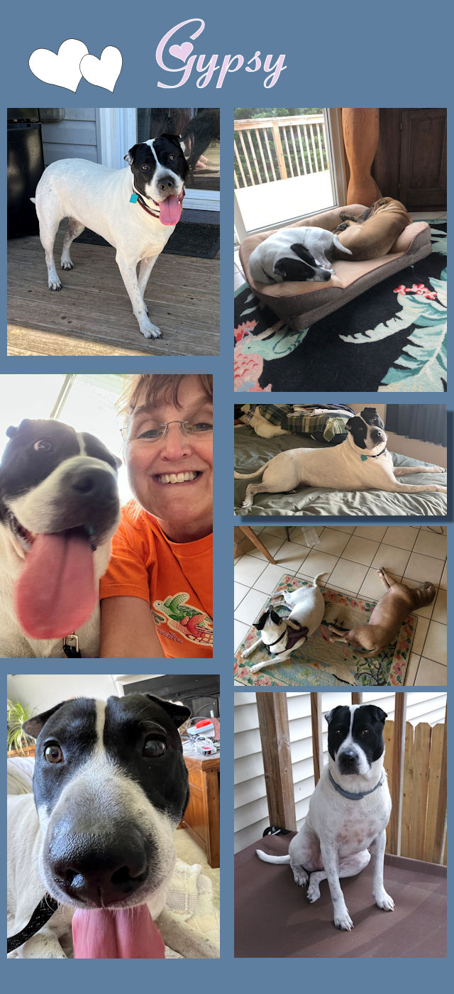 Chinese Shar-Pei - Gypsy