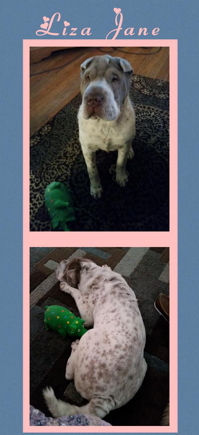 Chinese Shar-Pei - Liza Jane