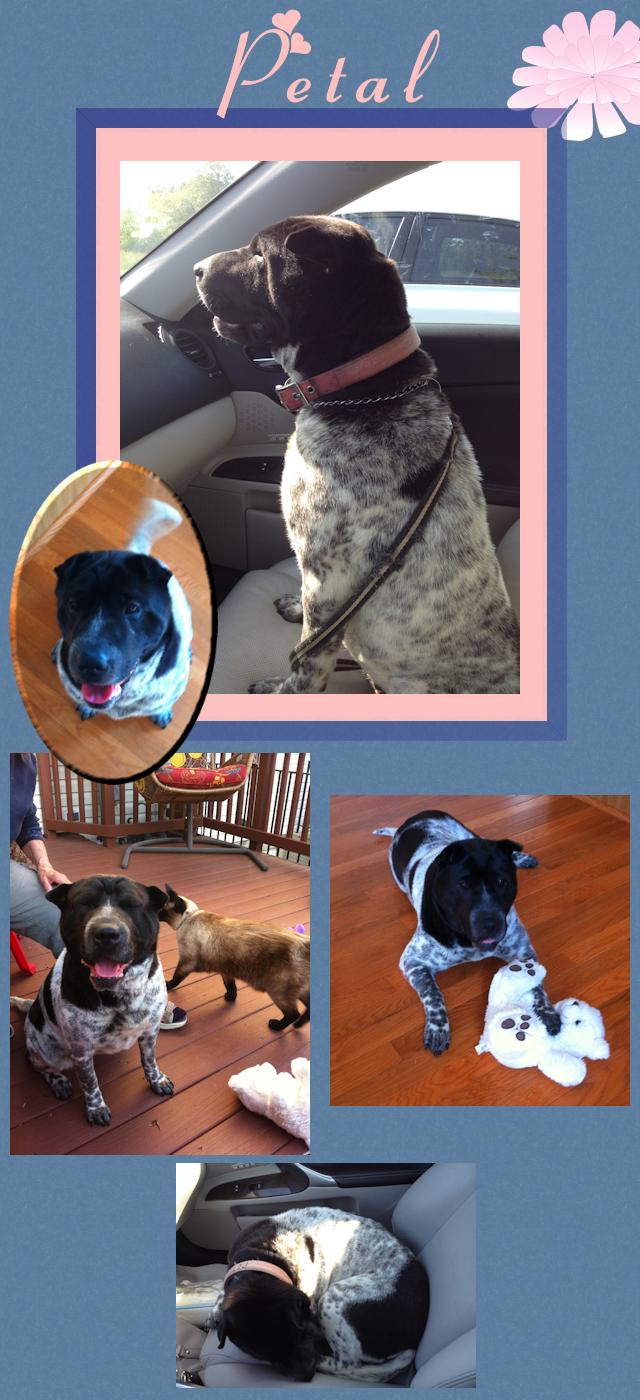 Chinese Shar-Pei - Petal