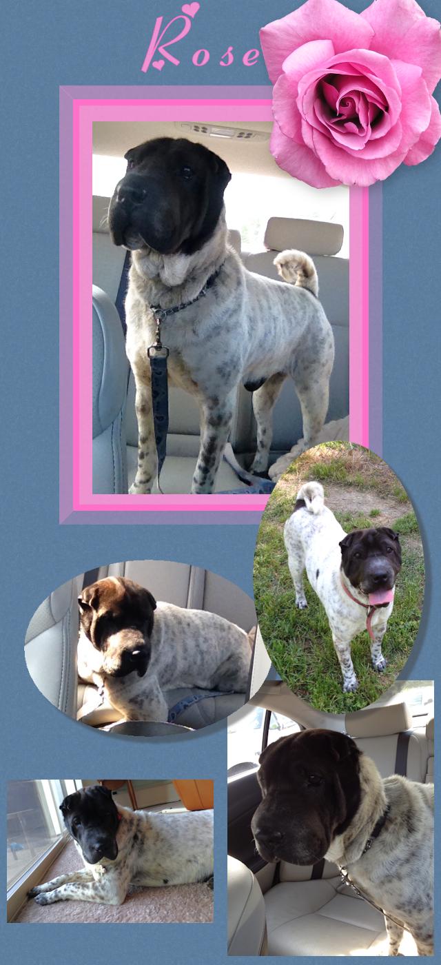 Chinese Shar-Pei - Rose