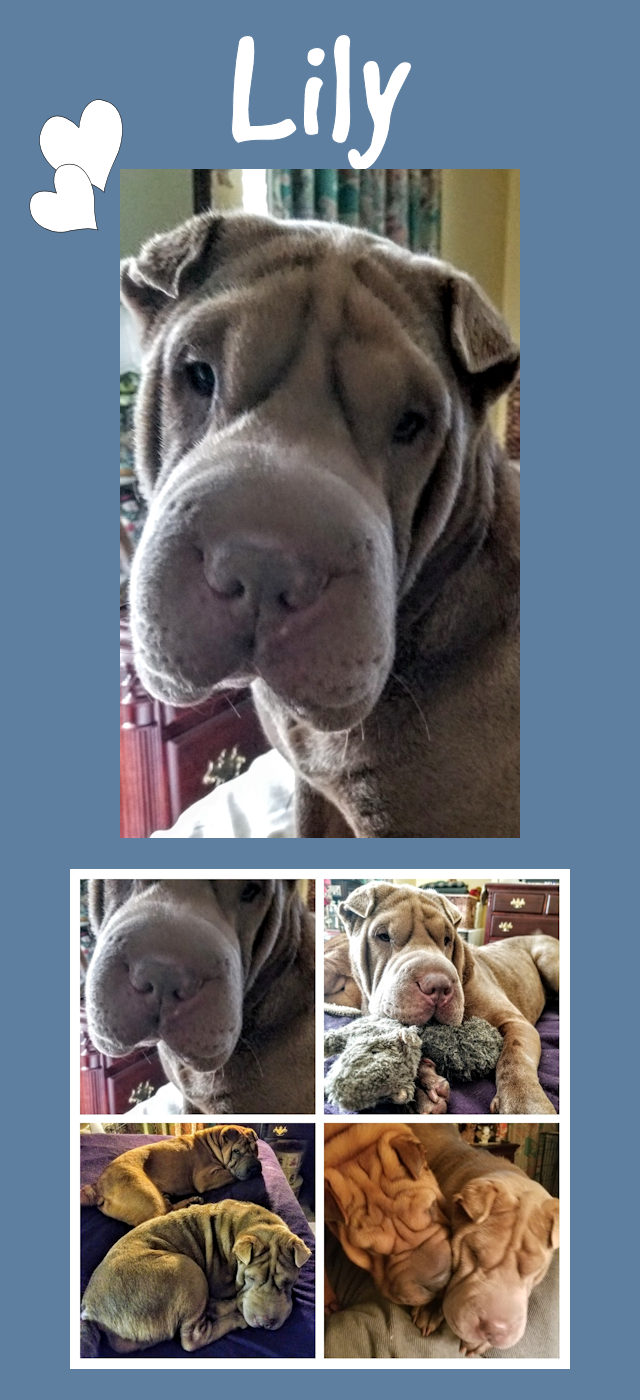 Chinese Shar-Pei - Lily
