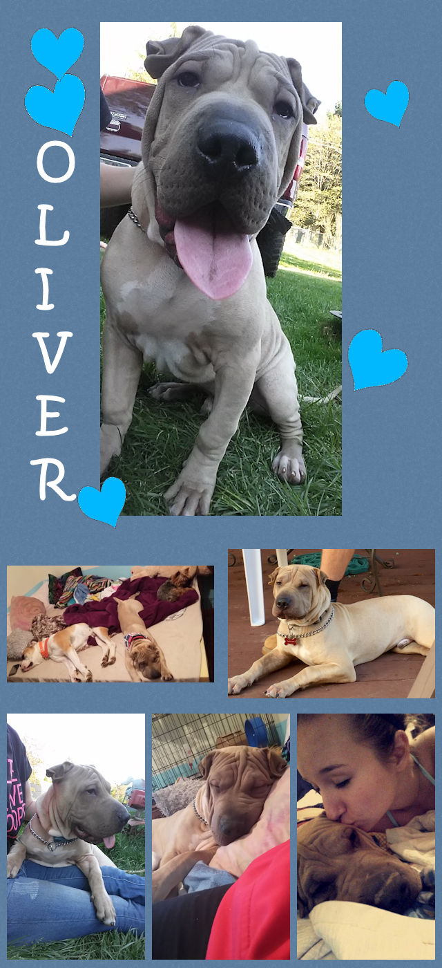 Chinese Shar-Pei Mix Puppy - Oliver