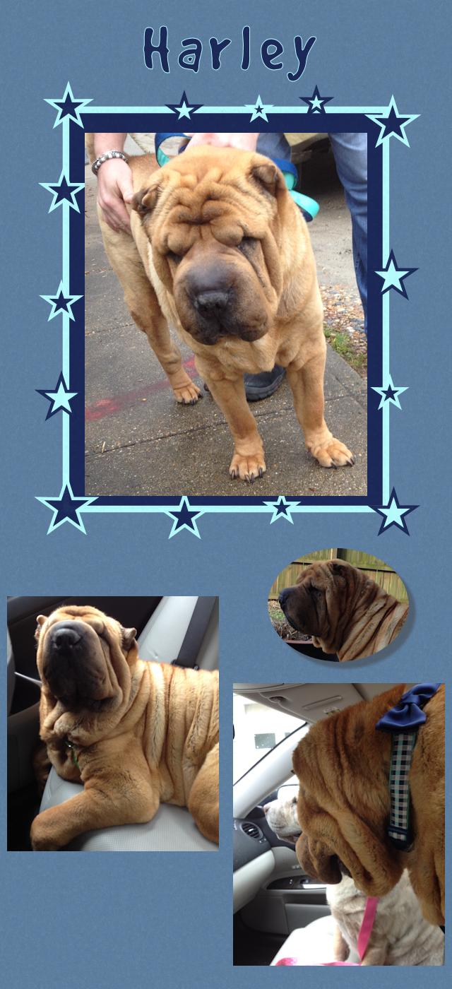 Chinese Shar-Pei - Harley