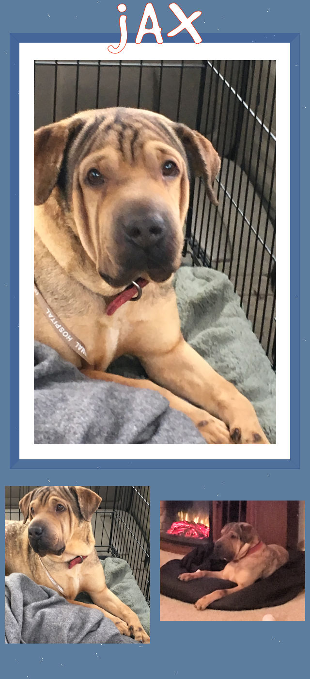 Shar-Pei Mix - Jax