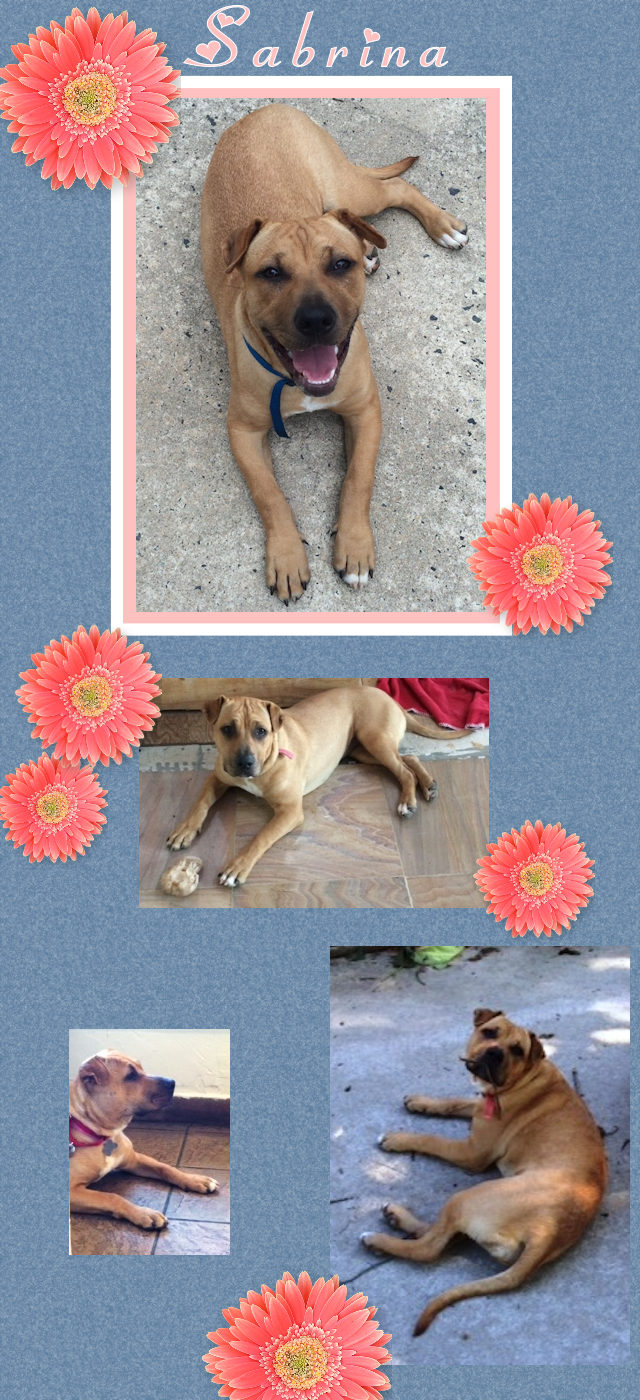 Chinese Shar-Pei Mix - Sabrina