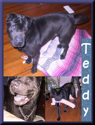 Teddy Bear - Shar-Pei
