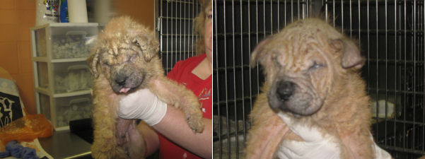 Puppy Journal Two Rescued Puppies With Mange And Serious Eye