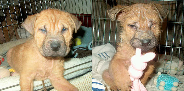 Shar-Pei mix puppies