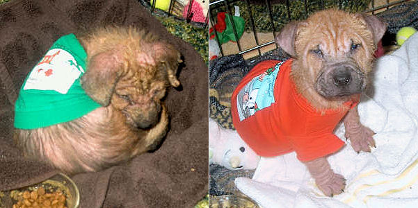 Shar-Pei mix puppies