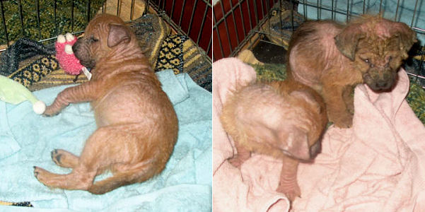 Shar-Pei mix puppies